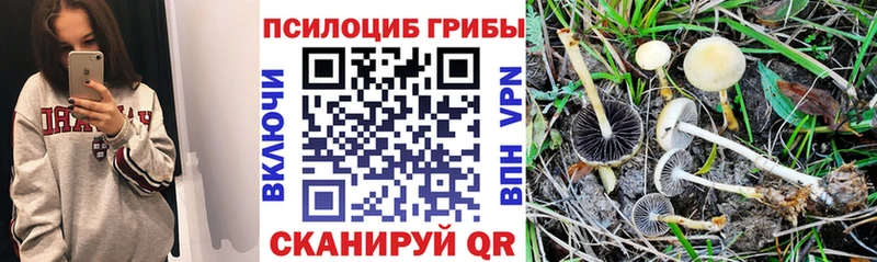 что такое наркотик  Волжский  Псилоцибиновые грибы Psilocybe 